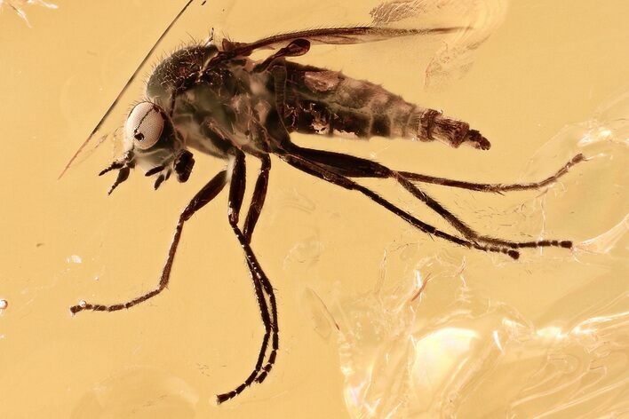 Detailed Fossil Snipe Fly (Bolbomyia) In Baltic Amber #328213